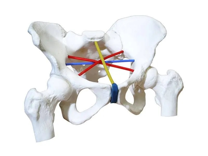 Simulator for practicing pelviometry skills Zarnitza