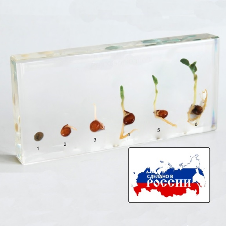 Модель в прозрачном пластике "Прорастание гороха"