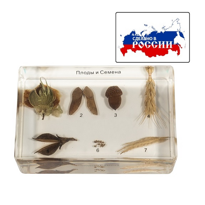 Model in transparent plastic "Fruits"