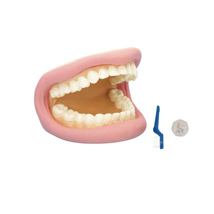 Three-dimensional model "Teeth"
