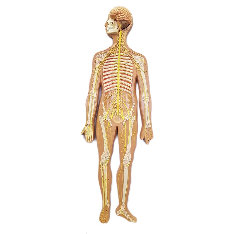 Three-dimensional model "Human nervous system"
