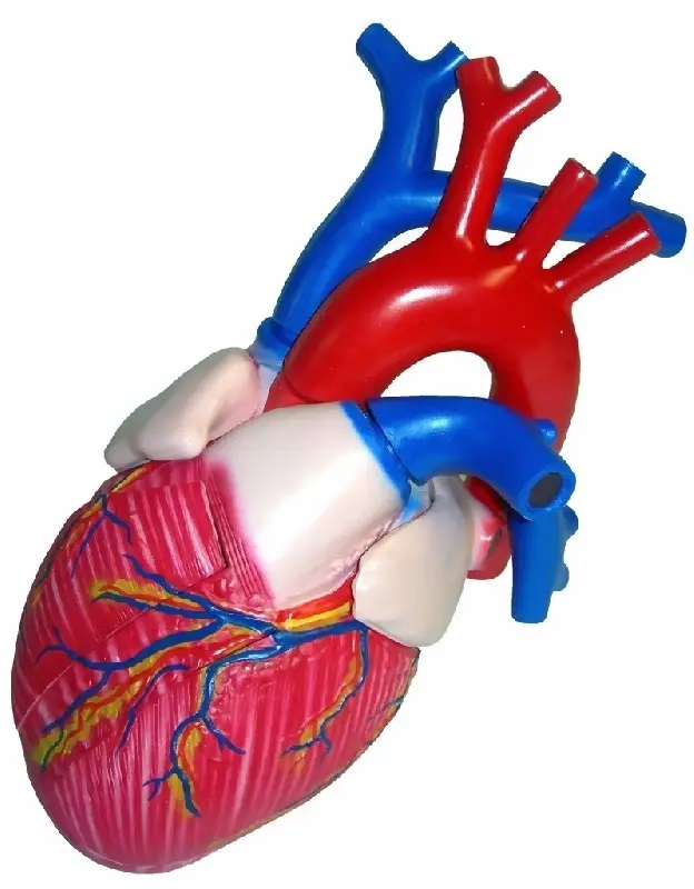 Three-dimensional model "Human Heart"