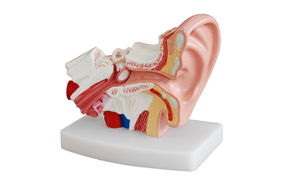 Three-dimensional model "Human ear"