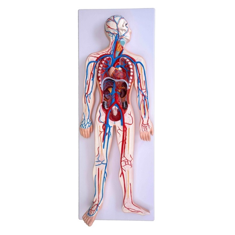 Three-dimensional model "Human circulatory system"
