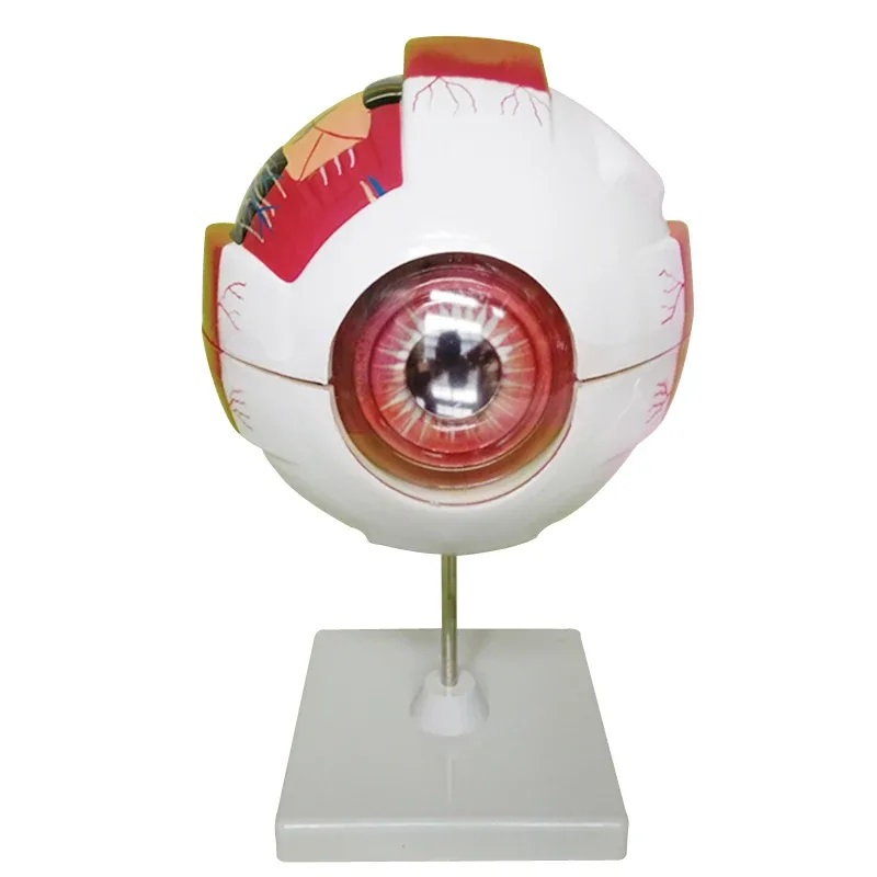 Three-dimensional model "Eyeball"