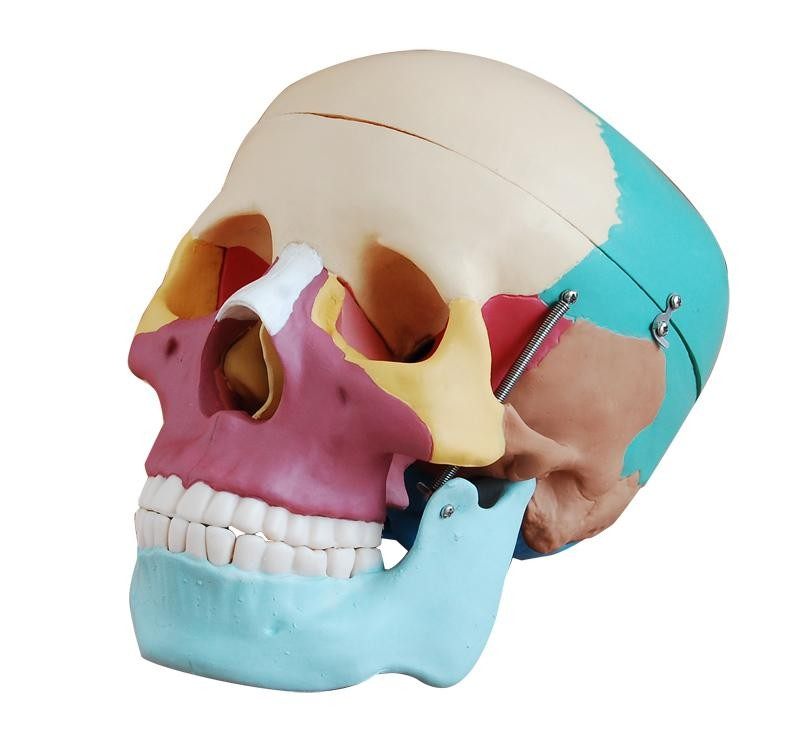 Three-dimensional model "Human Skull" (painted)