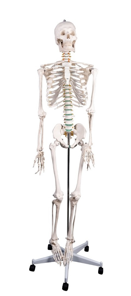Модель объемная "Скелет человека" (180 см, разборная, на мобильной подставке) XC-101