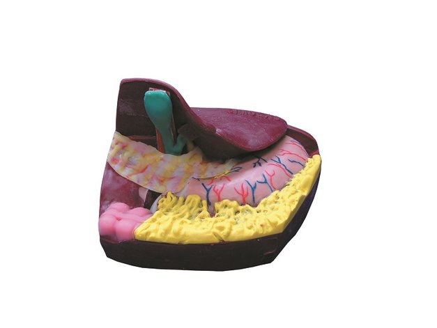 Simulator for practicing choledochotomy skills Zarnitza