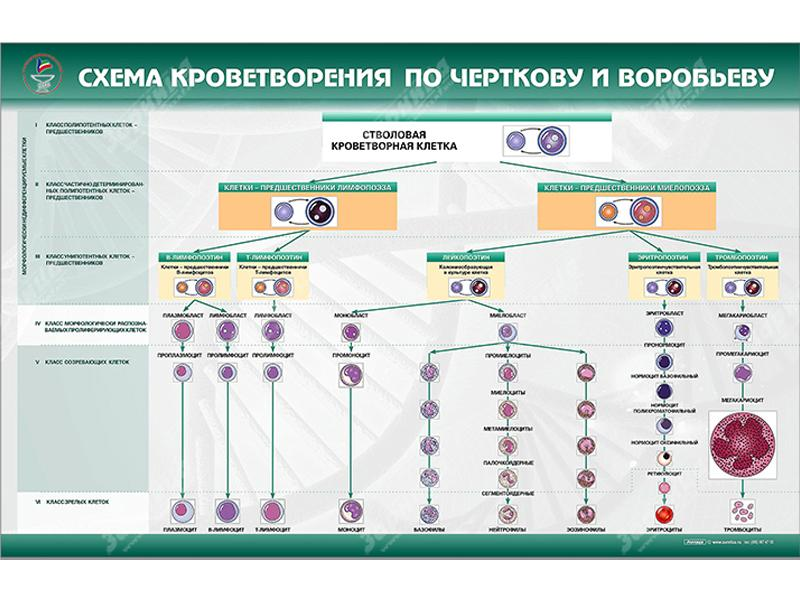 Стенд "Схема кроветворения по Черткову и Воробьеву" Zarnitza